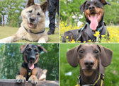 All these dogs are searching for their forever homes.