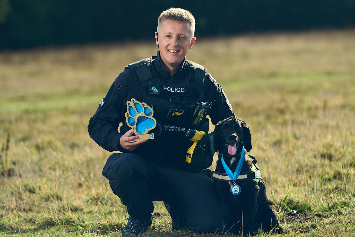 Abandoned Rescue Dog Finds Crucial Evidence in Car Crash Case Which...