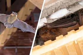 Pipistrelle bat species are one of the more common ones to find inside