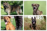 Here are the beautiful pups hoping to find their forever home in the North East.