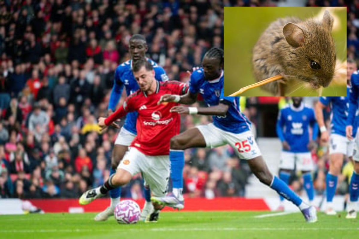 Sunderland AFC fan goes viral after rescuing terrified mouse from the Old Trafford stands