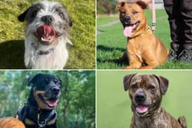 All these dogs are searching for their forever homes.