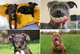 All these dogs are searching for their forever homes.