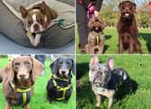 All these dogs are searching for their forever homes.