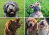 All these dogs are searching for their forever homes.