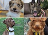 All these dogs are searching for their forever homes.
