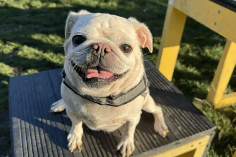 21 adorable Dogs Trust canines looking for their forever homes right ...