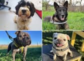 All these dogs are searching for their forever homes. 