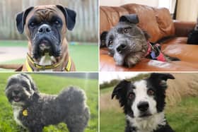 All these dogs are searching for their forever homes.
