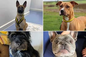 All these dogs are searching for their forever homes. 