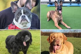 All these dogs are searching for their forever homes.