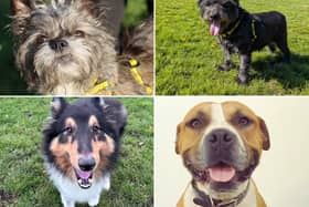 All these dogs are searching for their forever homes.