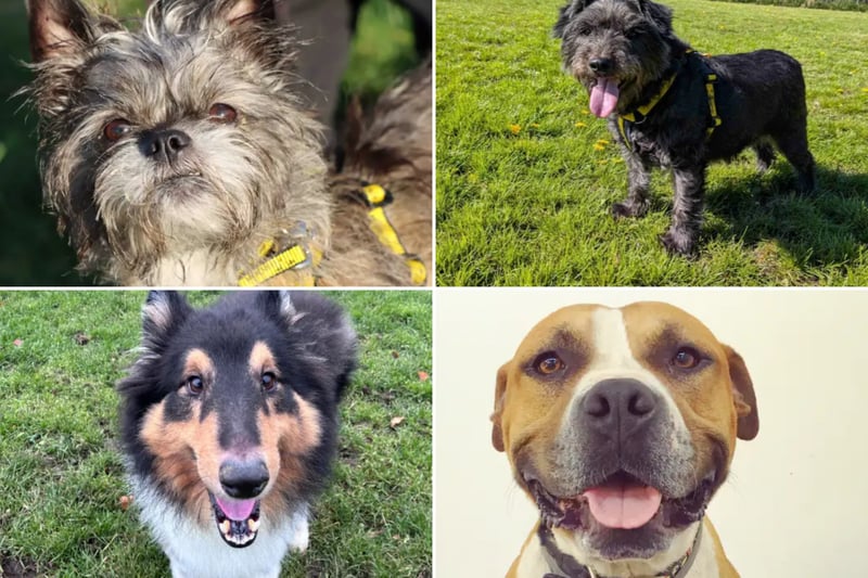 17 beautiful Dogs Trust canines looking for their forever homes right ...
