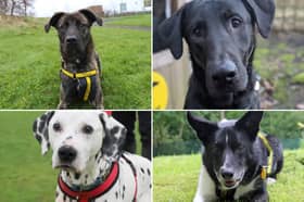 All these dogs are searching for their forever homes.