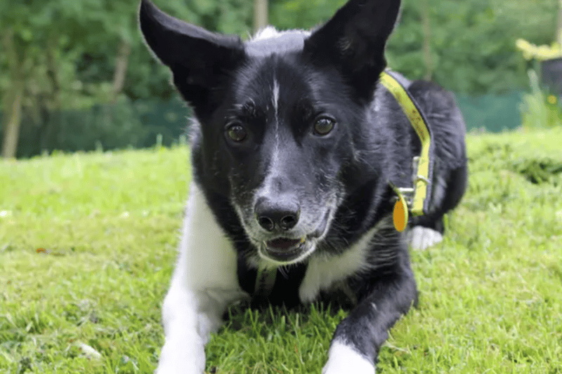19 adorable Dogs Trust canines looking for their forever homes right ...