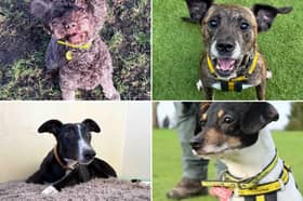 All these dogs are searching for their forever homes.