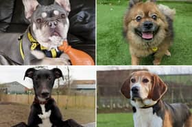 All these dogs are searching for their forever homes.