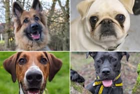 All these dogs are searching for their forever homes.