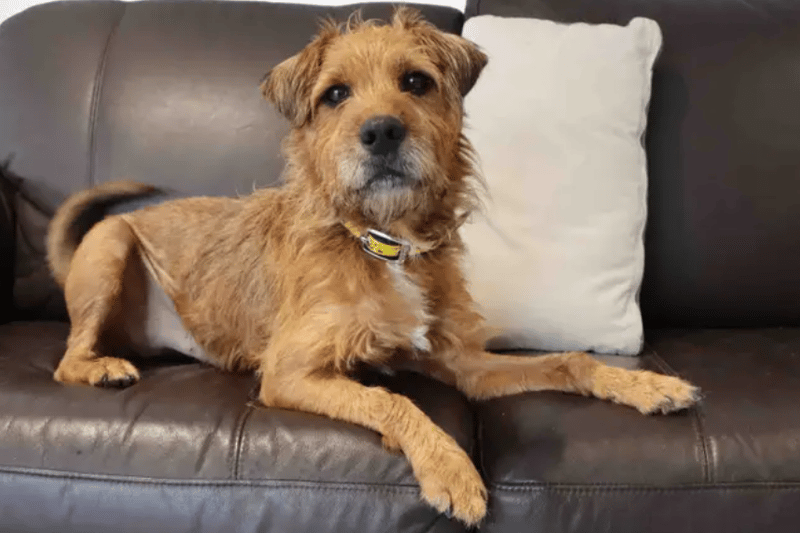 21 adorable Dogs Trust canines looking for their forever homes right ...