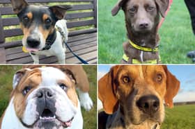 All these dogs are searching for their forever homes. 