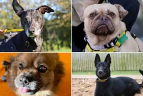 All these dogs are searching for their forever homes.