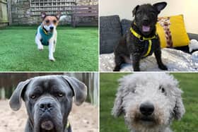 All these dogs are searching for their forever homes.