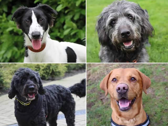 All these dogs are searching for their forever homes.