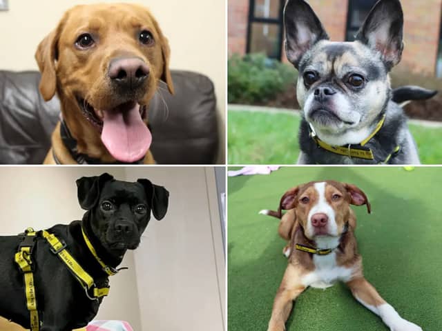 All these dogs are searching for their forever homes.