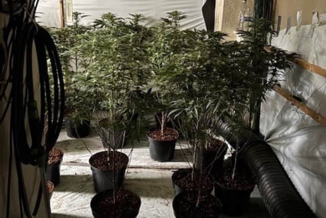 Northumbria Police have discovered 143 cannabis plants during a raid of a property on Bede Terrace, in Jarrow.