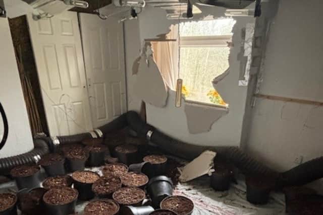 Four rooms inside the property had been converted into growing areas.