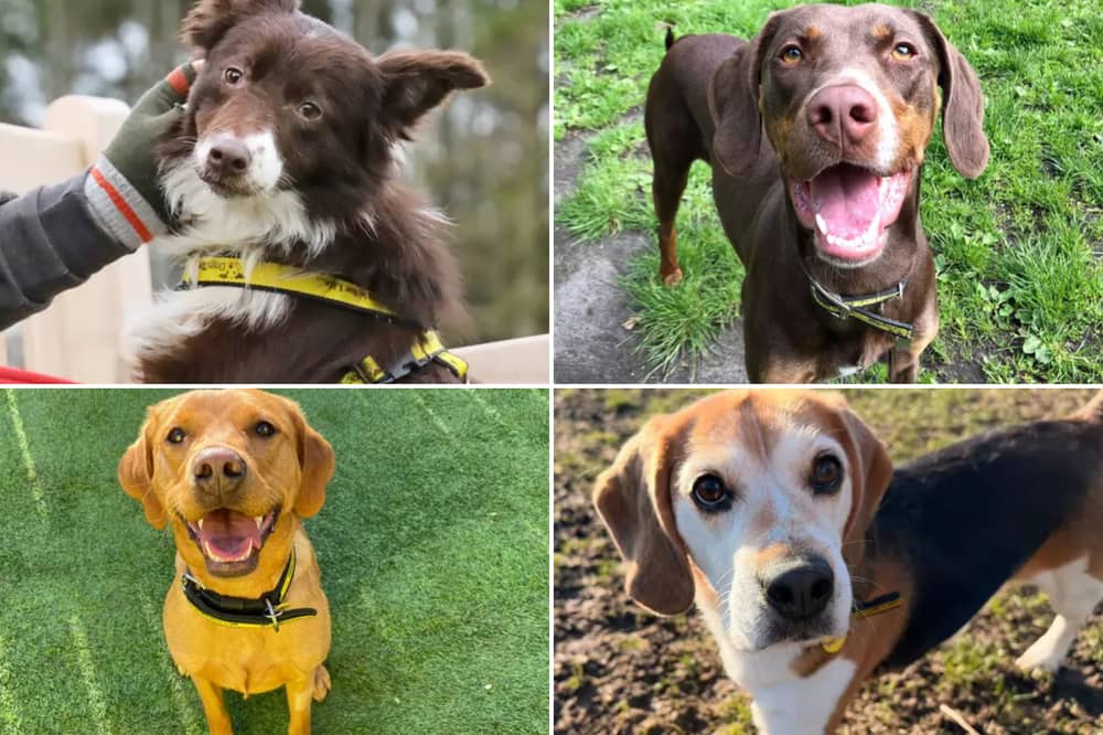 All these dogs are searching for their forever homes.