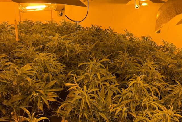 Northumbria Police discovered 170 cannabis plants during a raid at an address on Alice Street, in South Shields.