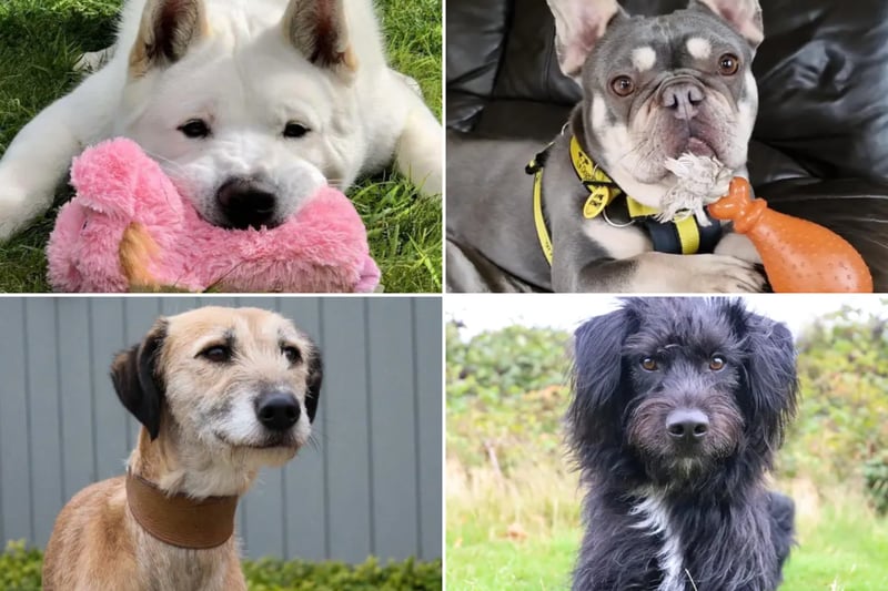 17 cute Dogs Trust canines looking for their forever homes right here ...