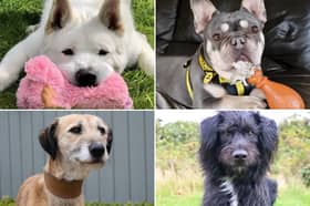 All these dogs are searching for their forever homes.