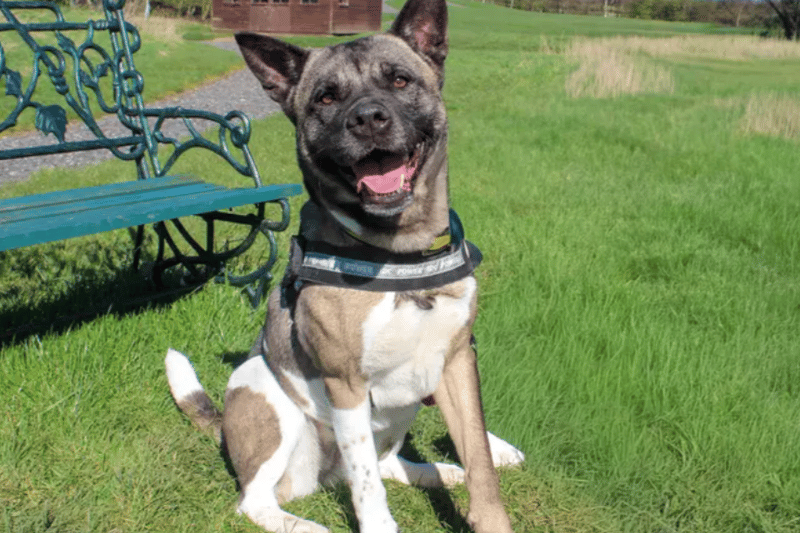 21 adorable Dogs Trust canines looking for their forever homes right ...