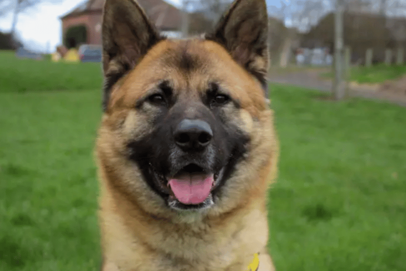 21 adorable Dogs Trust canines looking for their forever homes right ...