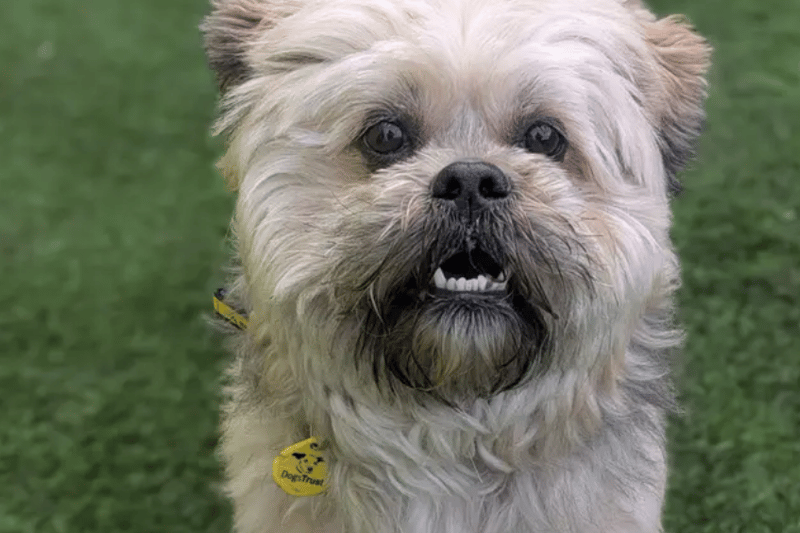 21 adorable Dogs Trust canines looking for their forever homes right ...