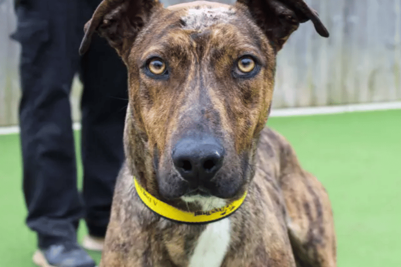 21 adorable Dogs Trust canines looking for their forever homes right ...