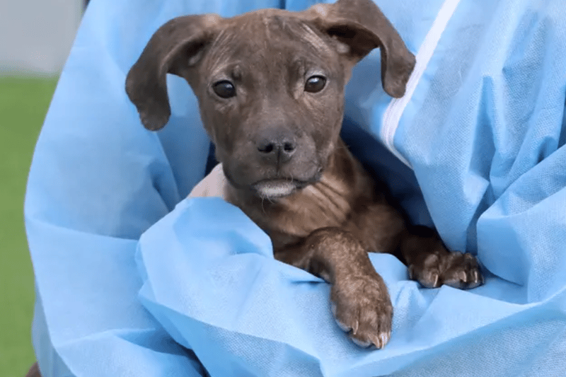 21 adorable Dogs Trust canines looking for their forever homes right ...