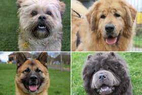 All these dogs are searching for their forever homes.