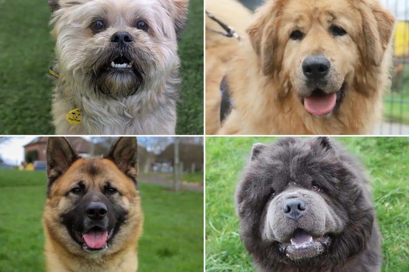 21 adorable Dogs Trust canines looking for their forever homes right ...