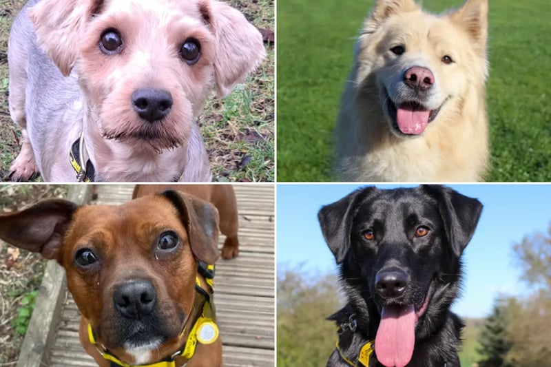 17 wonderful Dogs Trust canines looking for their forever homes right ...