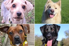 All these dogs are searching for their forever homes.