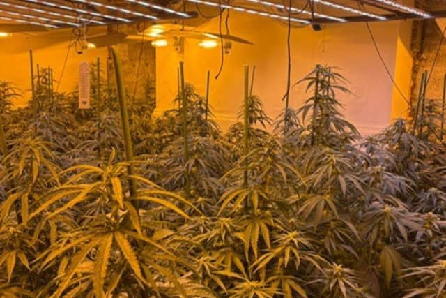 Northumbria Police have uncovered a large-scale cannabis farm on Ashley Road, in South Shields.