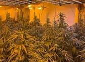 Northumbria Police have uncovered a large-scale cannabis farm on Ashley Road, in South Shields.