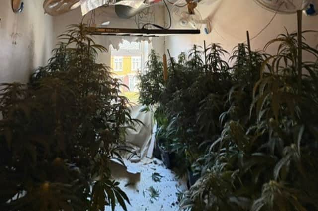 A 19-year-old man has been arrested in connection with the cannabis farm.