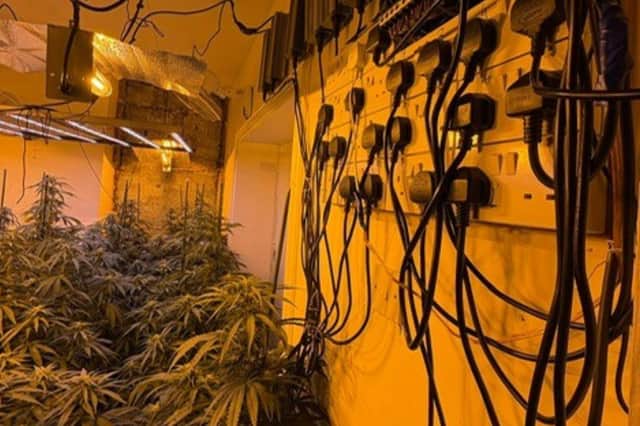 Officers have valued the 110 cannabis plants and growing equipment at approximately £55,000.