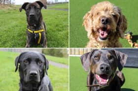All these dogs are searching for their forever homes.