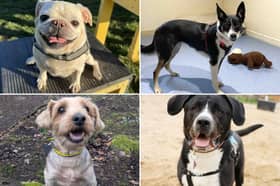 All these dogs are searching for their forever homes.