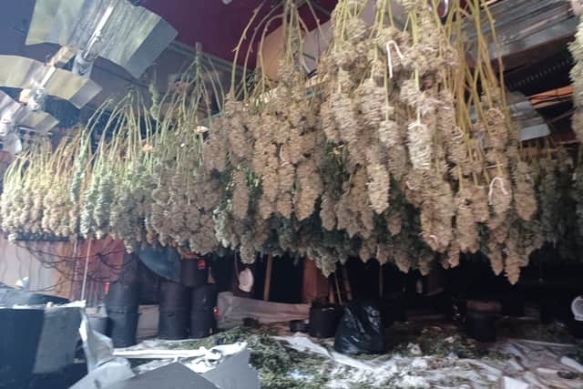Police discovered more than 1,300 plants across three floors at various stages of growth.